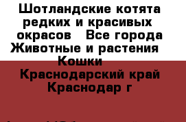 Шотландские котята редких и красивых  окрасов - Все города Животные и растения » Кошки   . Краснодарский край,Краснодар г.